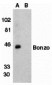 Bonzo Antibody