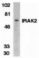IRAK-2 Antibody