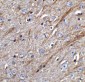 Acinus Antibody