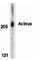 Acinus Antibody