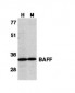 BAFF Antibody