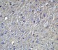 Acinus Antibody