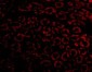 Nephrin Antibody