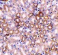 Nephrin Antibody