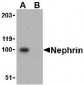 Nephrin Antibody