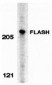 FLASH Antibody