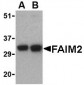 FAIM2 Antibody