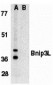 Bnip3L Antibody