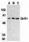 DcR1 Antibody