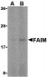 FAIM Antibody