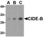 CIDE-B Antibody