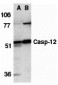 Caspase-12 Antibody