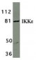 IKK epsilon Antibody