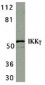 IKK gamma Antibody