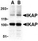 IKAP Antibody