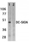 DC-SIGN Antibody