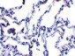p53R2 Antibody