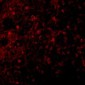 BCMA Antibody
