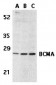 BCMA Antibody