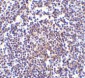 Aven Antibody