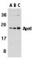 APRIL Antibody