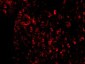 Aven Antibody