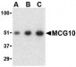 MCG10 Antibody