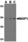 MAP1 Antibody