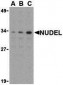 Nudel Antibody