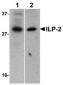ILP-2 Antibody