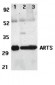 ARTS Antibody