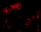 Bmf Antibody