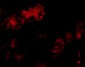 Bmf Antibody