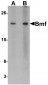 Bmf Antibody