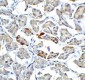 Bmf Antibody