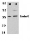 EndoG Antibody