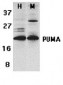 PUMA Antibody