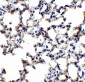 p53DINP1 Antibody