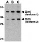 OMI Antibody