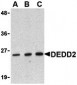 DEDD2 Antibody