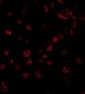 Ipaf Antibody