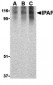 Ipaf Antibody