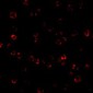ATR Antibody