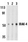 IRAK-4 Antibody
