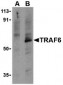 TRAF6 Antibody