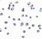 TLR4 Antibody