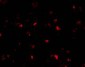 PHAP I Antibody
