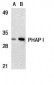 PHAP I Antibody