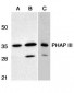 PHAP III Antibody