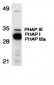 PHAP Antibody